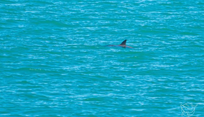 México impulsa «conservación efectiva» de la vaquita marina en el Alto Golfo de California