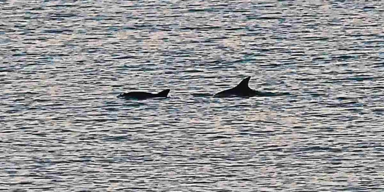Alistan reapertura de pesca y uso de redes de enmalle en Alto Golfo de California; modifican polígonos de protección de vaquita marina