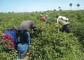 La salud de connacionales que hacen trabajo agrícola en Estados Unidos