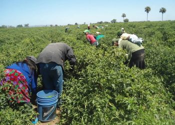 La salud de connacionales que hacen trabajo agrícola en Estados Unidos