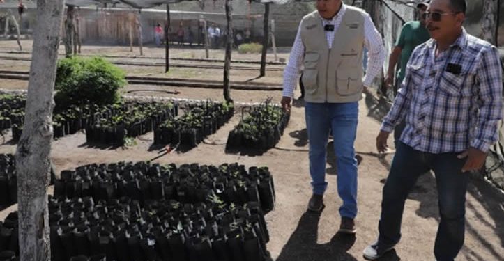 Llegan a Sonora 30 MDP para ser dispersados a beneficiarios del Programa Sembrando Vida
