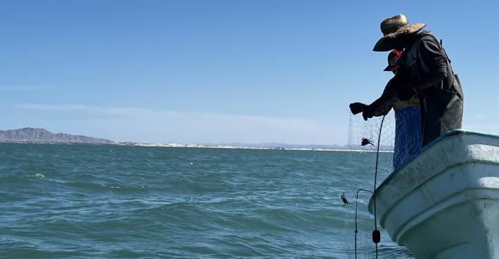 Abren pesca con redes de enmalle en hábitat de vaquita marina