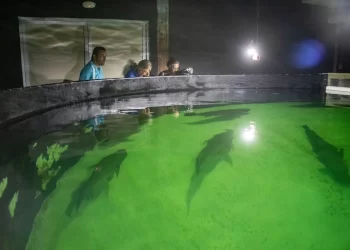 Mejoran condiciones de totoaba; dejaría estatus de “peligro crítico” a “vulnerable”