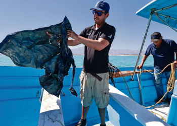 Mantener el polígono de protección de la vaquita marina evita su extinción; redes de enmalle son la principal causa de muerte, dicen expertos