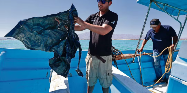 Mantener el polígono de protección de la vaquita marina evita su extinción; redes de enmalle son la principal causa de muerte, dicen expertos