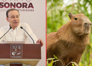 ¿Alfonso Durazo propuso a una capibara como secretaria de Gobierno en Sonora?
