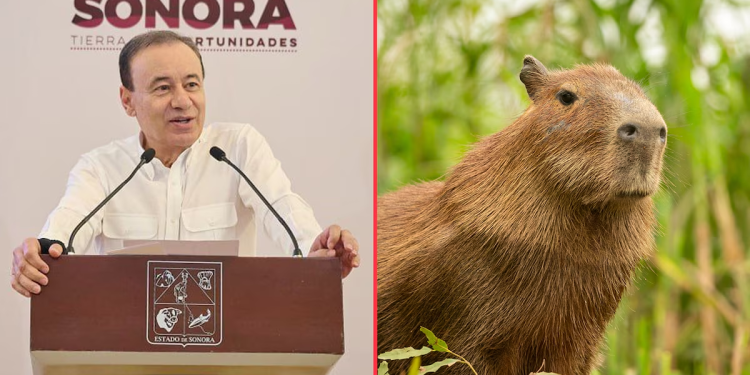 ¿Alfonso Durazo propuso a una capibara como secretaria de Gobierno en Sonora?