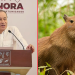 ¿Alfonso Durazo propuso a una capibara como secretaria de Gobierno en Sonora?