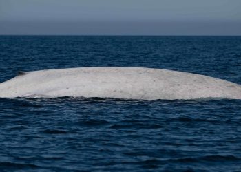 ¡Moby Dick! Por primera vez en la historia, aparece ballena azul albina nadando en Loreto, BCS