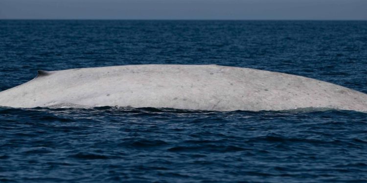 ¡Moby Dick! Por primera vez en la historia, aparece ballena azul albina nadando en Loreto, BCS