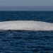 ¡Moby Dick! Por primera vez en la historia, aparece ballena azul albina nadando en Loreto, BCS