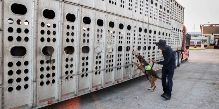 Aparece venado cola blanca con miasis por gusano barrenador; van 8 casos de animales de vida silvestre