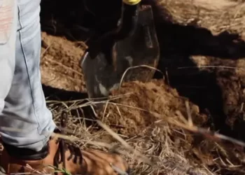 Identifican Restos de Menor Desaparecido Hace 3 Años en Bácum