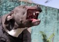 Mujer es atacada por su propio pitbull en Nogales, Sonora