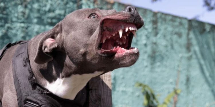 Mujer es atacada por su propio pitbull en Nogales, Sonora