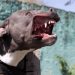 Mujer es atacada por su propio pitbull en Nogales, Sonora