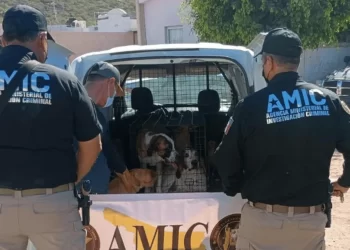 AMIC rescata a 7 perros por maltrato animal tras cateo en Guaymas
