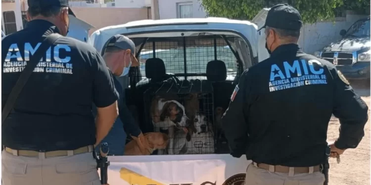 AMIC rescata a 7 perros por maltrato animal tras cateo en Guaymas