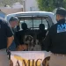 AMIC rescata a 7 perros por maltrato animal tras cateo en Guaymas