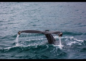 Alerta ambiental en el Mar de Cortés: Coalición denuncia opacidad y riesgos críticos por proyecto “Amigo GNL”