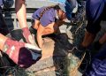 Sea Shepherd Society elimina redes de enmalle ilegales y rescata a cientos de animales de áreas protegidas de Vaquita