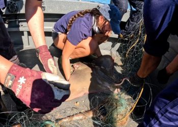 Sea Shepherd Society elimina redes de enmalle ilegales y rescata a cientos de animales de áreas protegidas de Vaquita