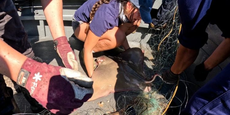 Sea Shepherd Society elimina redes de enmalle ilegales y rescata a cientos de animales de áreas protegidas de Vaquita