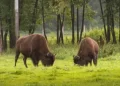 Estalla la emoción entre los zoólogos: los bisontes ‘resucitan’ los ecosistemas de Yellowstone sin dañar su suelo