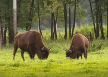 Estalla la emoción entre los zoólogos: los bisontes ‘resucitan’ los ecosistemas de Yellowstone sin dañar su suelo