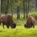 Estalla la emoción entre los zoólogos: los bisontes ‘resucitan’ los ecosistemas de Yellowstone sin dañar su suelo