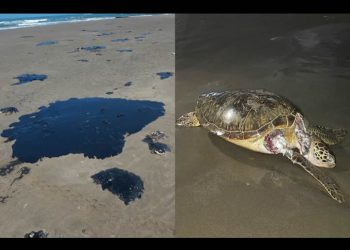 ‘Sigue llegando chapopote mortífero’; comunidades documentan afectaciones por derrame en el Golfo de México