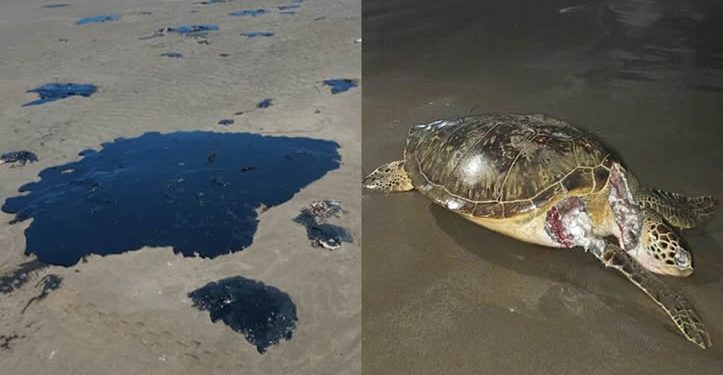 ‘Sigue llegando chapopote mortífero’; comunidades documentan afectaciones por derrame en el Golfo de México