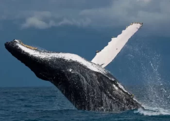 Sempra frena proyecto Vista Pacífico de gas natural en el Golfo de California