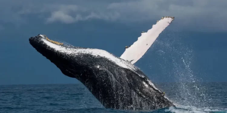 Sempra frena proyecto Vista Pacífico de gas natural en el Golfo de California