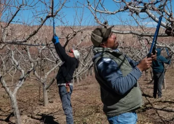Ante la escasez de mano de obra agrícola, EU recurre a los migrantes