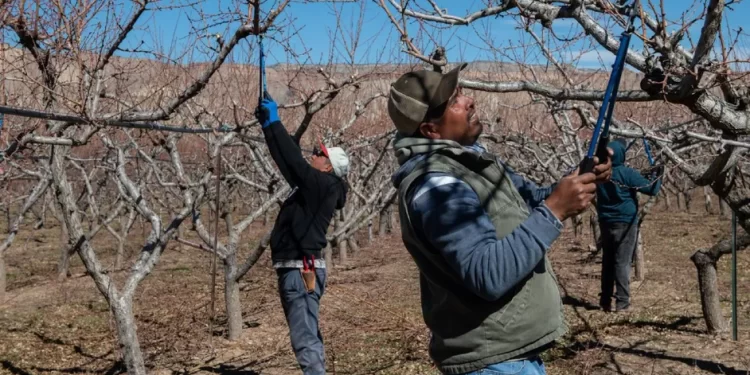 Ante la escasez de mano de obra agrícola, EU recurre a los migrantes