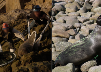 Entre redes mariposeras y camillas, así rescataron a 13 lobos marinos en Sonora