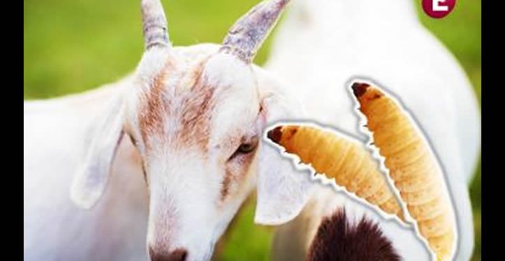 Gusano barrenador llega a Guanajuato; suman 20 estados afectados