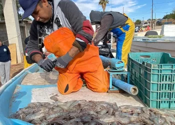 El camarón: un símbolo económico, cultural y social del Golfo de Santa Clara