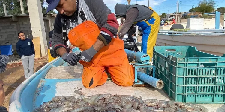 El camarón: un símbolo económico, cultural y social del Golfo de Santa Clara