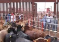 Cierre fronterizo detona proyecto para modernizar rastros ganaderos