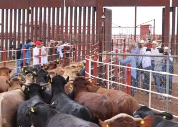 Cierre fronterizo detona proyecto para modernizar rastros ganaderos