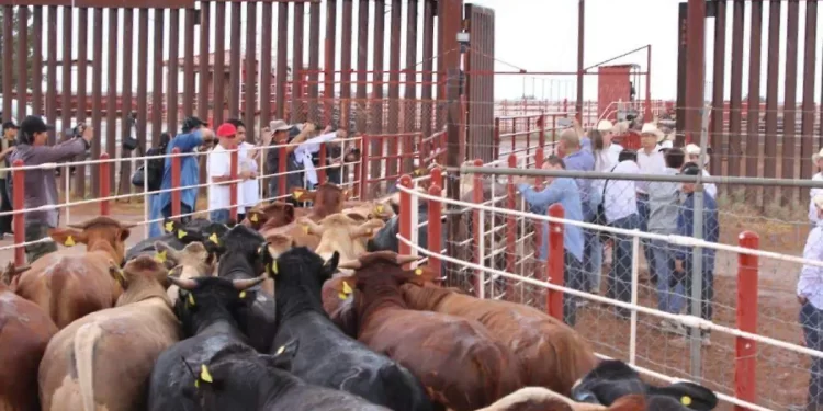 Cierre fronterizo detona proyecto para modernizar rastros ganaderos