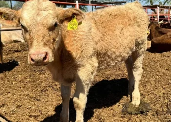 Gobierno federal destina 360 mdp en créditos para ganaderos de Sonora