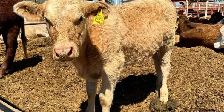 Gobierno federal destina 360 mdp en créditos para ganaderos de Sonora