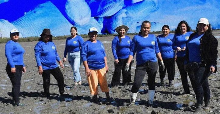 La cofradía de pescadoras que siembran almejas en el Mar de Cortés