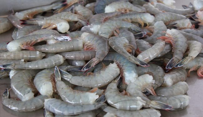 Establece Conapesca veda de camarón en el Alto Golfo de California