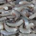 Establece Conapesca veda de camarón en el Alto Golfo de California