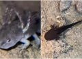 Histórico: encontraron por primera vez ajolotes en sierra de Sonora
