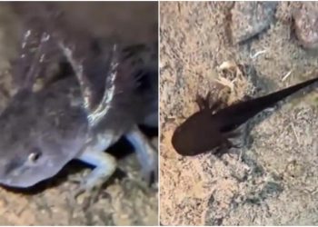 Histórico: encontraron por primera vez ajolotes en sierra de Sonora
